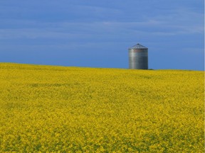 Primary colours of canola and sky near Herronton, Alta.