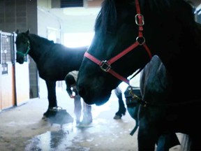 Police horses are shown in this screen shot from a video posted by the Calgary Police Service.