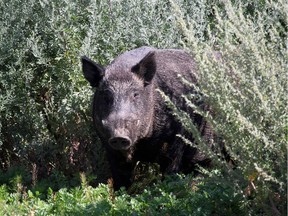 A wild boar is shown in a handout photo.