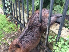 A beaver is trapped in a wrought iron fence in a handout photo provided by the City of Hamilton. The beaver was freed by the soapy hands of a municipal employee.The City of Hamilton says an animal services officer went to a home around 12 p.m. on Tuesday where she found a beaver - carrying excess fat from hibernation - wedged between two metal bars. THE CANADIAN PRESS/HO-City of Hamilton MANDATORY CREDIT