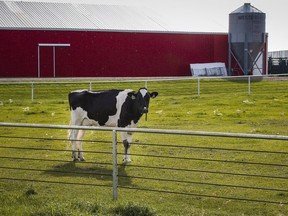 A free-market think-tank suggests offering American negotiators in upcoming NAFTA talks more open trade in dairy, in exchange for more predictable trade in softwood lumber to secure long-term peace in that perennially problematic file. A Holstein cow stands in a pasture at a dairy farm near Calgary in an August 31, 2016, file photo.