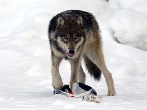 A wolf is seen eating garbage in the Johnson Canyon parking lot in Banff National Park on Thursday, Jan. 21, 2016.