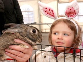 In this 2014 photo, Avery Lewis checks out the ears on Tiana, one of the rabbits at the Easter Eggstravaganza at the Calgary Zoo.