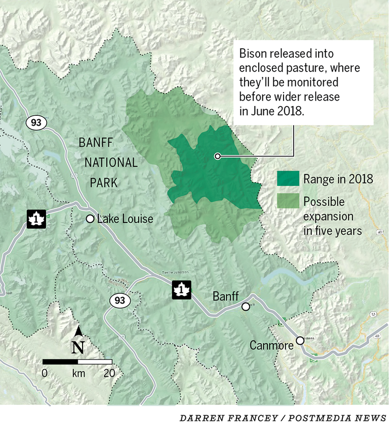 First bison calves born in Banff National Park in 140 years Calgary