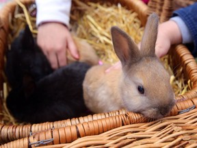 Baby bunnies will be on hand at Butterfield Acres this weekend.