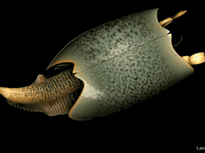 3D reconstruction of Tokummia katalepsis showing a pair of large pincers at the front for capturing prey.
Animation by Lars FIelds.
