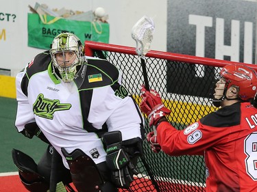 The Calgary Roughnecks' Riley Loewen catches a pass in front of the watchful eye of Saskatchewan Rush goalie Aaron Bold during National Lacrosse League action in Calgary on Saturday April 29, 2017.