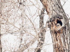 One of the great horned owls peeks out from its dead tree perch.