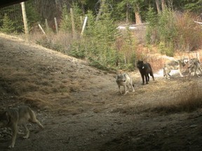 Wolves of the Bow Valley pack seen in April 2016 before four died on the train tracks and two were put down.