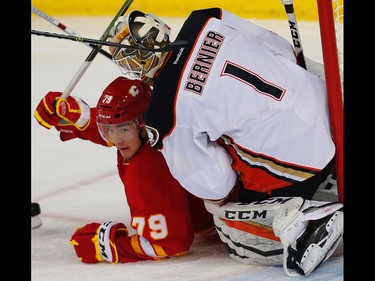 Calgary Flames Micheal Ferland runs into goalie Jonathan Bernier of the Anaheim Ducks during NHL hockey in Calgary, Alta., on Sunday, April 2, 2017. AL CHAREST/POSTMEDIA