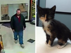 Police believe the man pictured (left) stole this kitten from a south Red Deer Petland.
