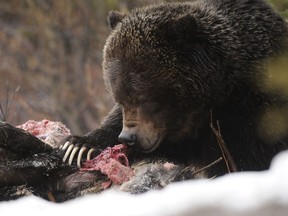 Bear No. 122 feeding on a moose carcass in April 2013.  Earlier that month a group of hikers saw the same bear feeding on a dead black bear.