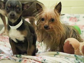 Some of the dogs seized by the Alberta SPCA and taken in by the Calgary Humane Society.