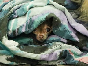 One of the dogs seized by the Alberta SPCA and taken in by the Calgary Humane Society.