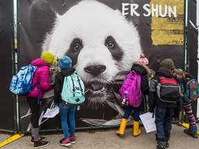 Students from University Elementary School check on the progress of the Panda Passage at Calgary Zoo on Wednesday.