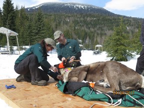 Parks Canada staff apply a satellite-linked radio collar to a caribou to help track it after release from a maternal pen.