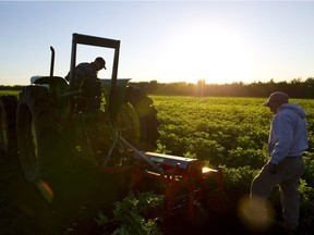 Early morning in the field at Riverbend Gardens in Edmonton.