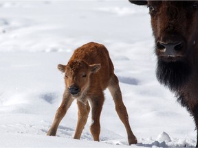 This little calf is the first bison born in Banff National Park's backcountry in over 140 years.