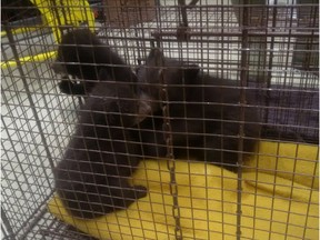 Three black bear cubs found locked in a washroom overlooking Vermilion Lakes west of Banff on April 1, 2017. Courtesy Parks Canada