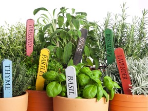 Herbs are easy to grow in pots on a condo balcony.