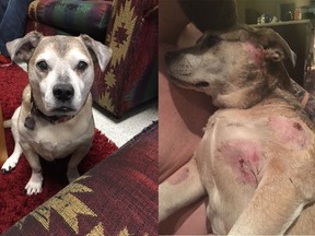 Vincent Gabriel said his dog Yoshi and his dog walker were attacked by an unleashed dog in Hillhurst on Sunday, April 2, 2017.