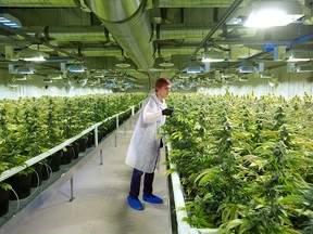 A grow room flourishes at Aurora Cannabis, a medical marijuana production facility near Cremona, Alta.