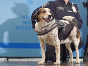 Rusty the detector dog is retiring after 10 years with the Canada Border Services Agency (CBSA). He's pictured on his final day of work at the Calgary International Airport on Friday, May 5, 2017. KERIANNE SPROULE/POSTMEDIA