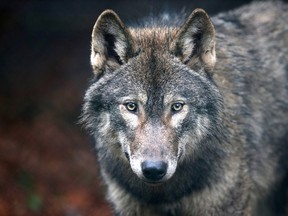 The Calgary Zoo has named the grey wolf as Canada's Greatest Animal.