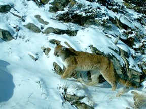 A cougar is seen on a remote wildlife camera on Stoney Squaw in Banff National Park.