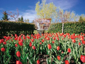 Tulips growing in the Botanical Gardens of Silver Springs for the Canada 150 celebration.