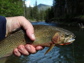 A cutthroat trout in the Oldman River, now infected with whirling disease.