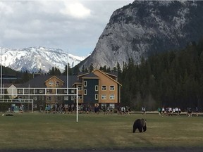 Banff Community High School Bears rugby team looks to have a new fan, or maybe recruit, during Tuesday's practice at the Banff Recreation Grounds on Tuesday, May 9, 2017 in Banff.
