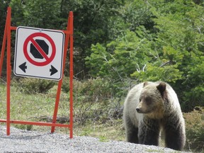 A bear appears to check out the no stopping sign on Hwy 93 in Kootenay National park in B.C.