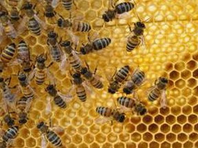 Bees earn their keep at Spirit Hills Honey Winery.