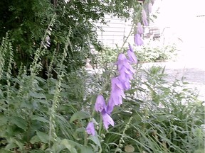 Reader says creeping bellflower is a much more worrisome weed than dandelions.
