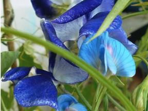 Blue vein and elecric blue sweet peas. For Gardening story.