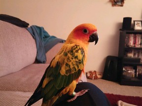 Bob, a two-and-a-half-year-old yellow sun conure with red cheeks has been returned to his family. Supplied photo