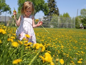 Rosalie Ross, 3, walks through dandelions blooming in a community field in Calgary's Renfrew neighbourhood on Monday May 29, 2017.