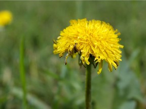 CALGARY - Late-blooming dandelions blossom near 14 St and Prospect Ave SW on Sunday August 8, 2010. The province will soon take over the noxious weed act, meaning the city will no longer be able to deal with people who don't weed their property. LYLE ASPINALL/CALGARY SUN/QMI AGENCY