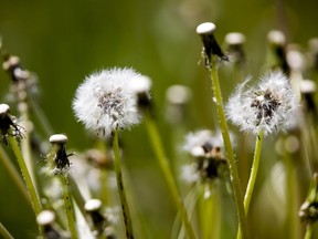 Dandelions often grow in public spaces, but residents should do their best to stay on top of them when they appear in lawns, says reader.