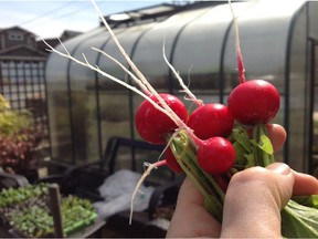Each radish seed only makes a single radish so plant early and plant often.
