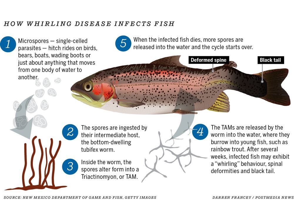 Hoey: Learning To Live With Whirling Disease In Our Rivers | Calgary Herald