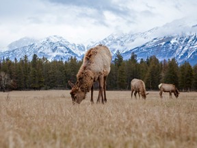 A herd of elk were seen feeding in Jasper, Alberta.
