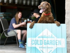 Reader is disappointed Alberta Health Services is stopping a local brewery from allowing dogs to join their owners on the property.