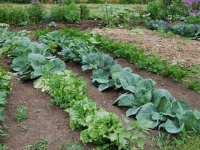 Mark Cullen's vegetable garden.