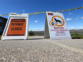 Closed pathway signs are posted along a pathway in Panorama Hills in northwest Calgary on Friday, May 19, 2017. The City of Calgary says there has been an increase in coyote sightings, resulting in some interactions between coyotes and Calgarians. It is currently denning season for coyotes, which can make them more protective and possibly aggressive if you are in the area of their dens.