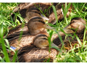 Mallard Duck (ducklings)  a common species in Calgary. Photo courtesy of Andrea S. H. Hunt.
