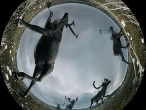 A still of caribou from the 360-degree film Horizon.