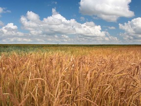 Brewers and distillers across Western Canada buy large volumes of many Prairie-grown grains, such as wheat and barley, to make beer, whisky and other spirits.