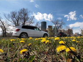 Another springtime, another crop of dandelions along Memorial Drive in Calgary, Ab., on Thursday April 23, 2015. Mike Drew/Calgary Sun/Postmedia Network